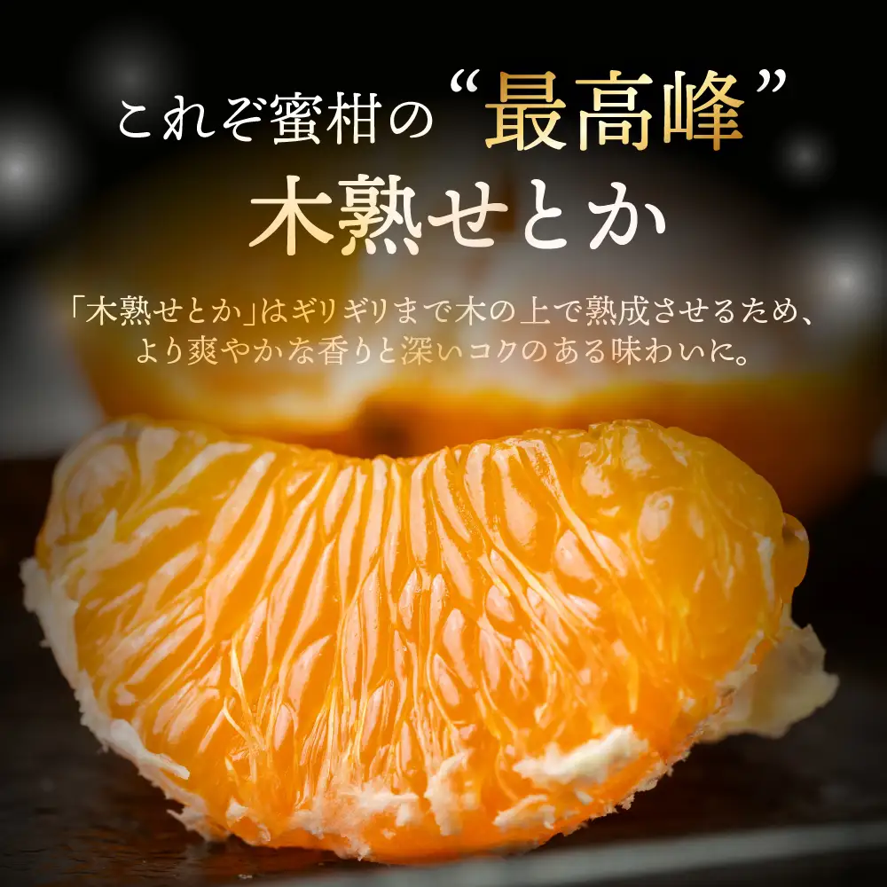 せとか 2.8kg 大トロ 黒化粧箱 みかん