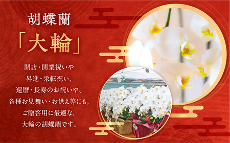 産直胡蝶蘭『大輪』白３本立ち２４輪 胡蝶蘭   胡蝶蘭           