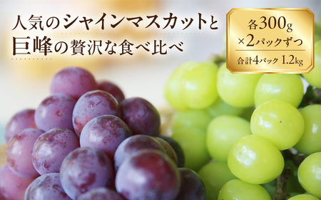 シャインマスカット&種無巨峰 1.2kg ぶどう