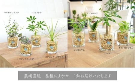 ハイドロカルチャー 観葉植物 アドソープションM ゼオライト植え 鉢植え 土無し インテリア　                                                              