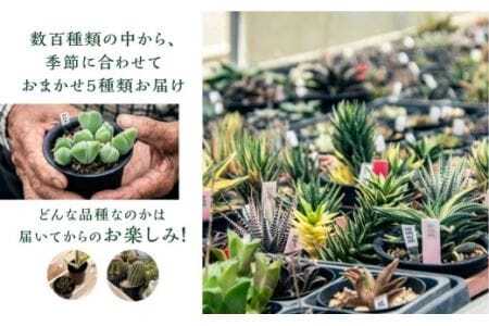 足立さんの 多肉植物 おまかせ 5種