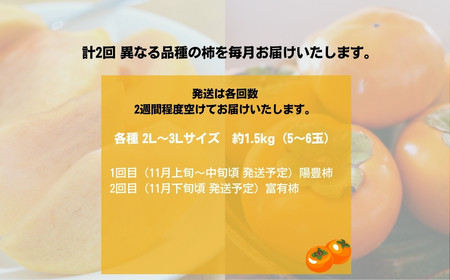 【先行予約】令和8年産 [定期便] 柿 2食べ比べ 合計約3kg 陽豊柿 富有柿 2L ～ 3Lサイズ 各5-6個 入り《11月上旬より収穫でき次第発送 かき お楽しみ フルーツ カキ 果物 くだもの 産地直送 先行予約 岐阜県 本巣市 高橋柿ファーム [mt1661_26]	