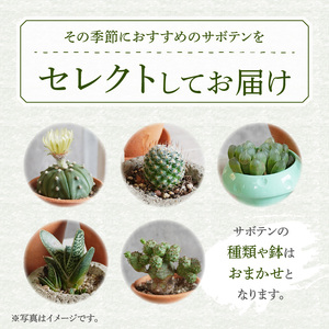 ミニ サボテン セット（5種）[133O07]　 本格サボテン 産地直送サボテン インテリア ギフト プレゼント オシャレ かわいい 人気サボテン 多肉植物 おすすめサボテン おまかせサボテン 