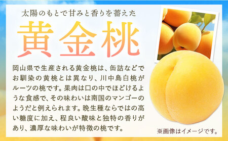 黄金桃 2kg フルーツファーム岡山 