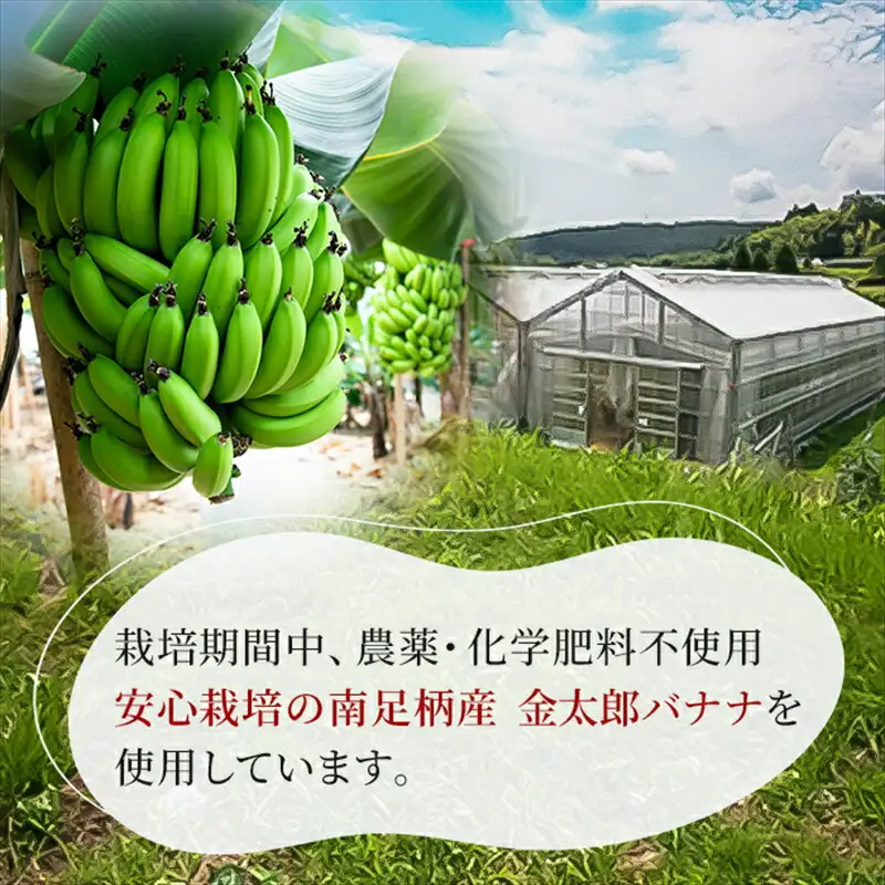 金太郎バナナアイス（8個） 栽培期間中農薬不使用 【国産 ギフト プレゼント 贈り物 お返し おいしい 果物 くだもの フルーツ お歳暮 お中元 】
