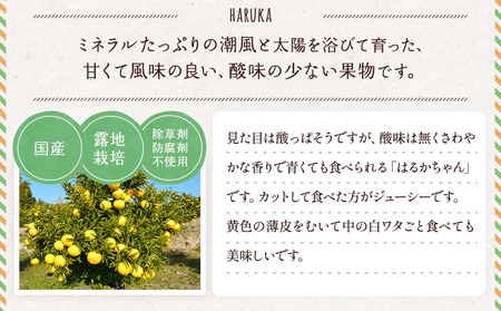 訳あり みかん はるか 約5kg (22玉～27玉)【2026年2月上旬～2026年6月下旬発送】