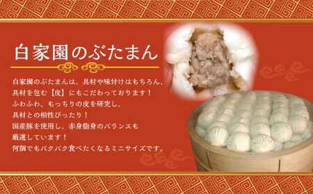 【全3回定期便】長崎ぶたまん 40個 (40個×3回) 合計120個 ／ ミニサイズ ぶたまん 豚まん ブタまん 中華まん 肉まん 国産豚 おやつ 朝食 軽食 レンジ 冷凍 定期便 長崎
