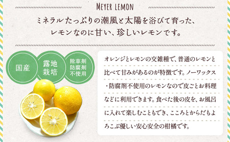 レモン 国産 マイヤーレモン 約3kg 15～20玉 【2025年9月下旬～2026年6月中旬発送】