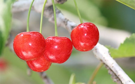 ★母の日★山形さくらんぼ 佐藤錦 300g  特秀品 Lサイズ スリーヴ化粧箱(5/4～5/10着) 【令和8年産先行予約】FU19-723