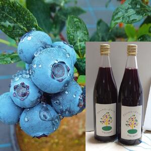O-B-Iベリー農園のブルーベリージュース　720ml×2本 ブルーベリージュース 果汁飲料 ハイブッシュ ラビットアイ ブレンド 完熟 果物 ジュース 数量限定 ギフト 贈り物 山梨県 北杜市産 [h185]