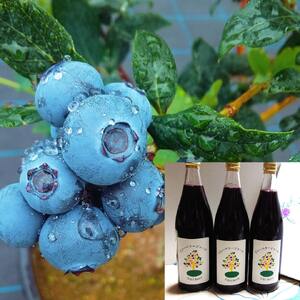 O-B-Iベリー農園のブルーベリージュース　720ml×3本 ブルーベリージュース 果汁飲料 ハイブッシュ ラビットアイ ブレンド 完熟 果物 ジュース 数量限定 ギフト 贈り物 山梨県 北杜市産 [h185]