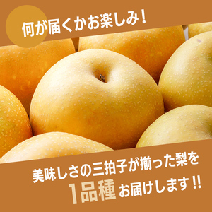 2026年予約 訳あり梨 梨福袋  5kg
