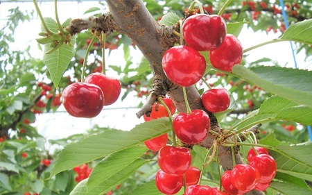 さくらんぼ（佐藤錦）８００ｇ　ご家庭用　0025-2602