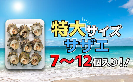 【約1kg】サザエ 大サイズ冷凍スチーム加工 サザエ FK