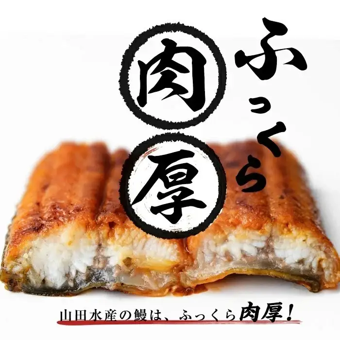 国産 うなぎ 蒲焼 2尾 霧島湧水鰻の蒲焼き 140g以上×2尾＜計280g以上＞ うなぎ 鰻 ウナギ 2尾 国産 九州産 蒲焼き 【志布志市人気No.1お礼の品】 a1-157-yy