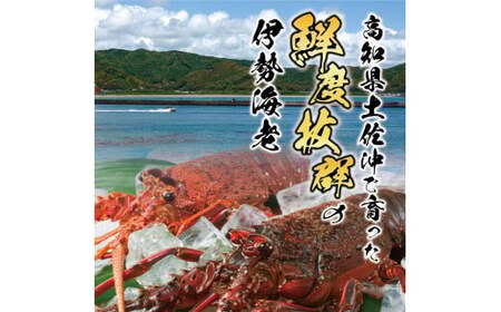 【先行予約】11月直送便 土佐獲れ 活伊勢海老 約700g（２尾～４尾） 天然 エビ　えび 伊勢エビ 海鮮 お刺身 刺し身 丸焼き しゃぶしゃぶ 故郷納税 ふるさとのうぜい 返礼品【株式会社とさもん】 [BQAE104]