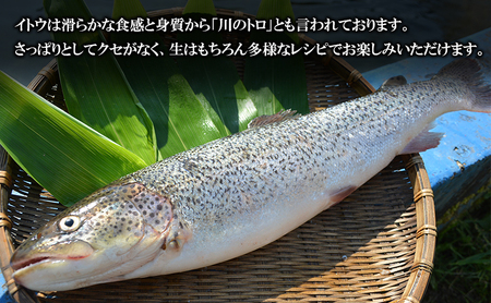 鰺ヶ沢産「幻の魚イトウ」フィレ1枚 約500g 魚貝類 川魚 