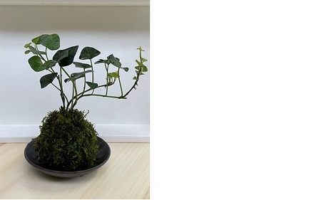 苔玉【1.1-28】