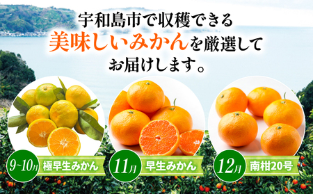みかん 贈答用 おまかせ 温州みかん 3kg YAMAUCHI FARM 愛媛みかん 極早生 早生 南柑20号 愛媛蜜柑 愛媛ミカン うんしゅう 玉津 みかん mikan 先行予約 果物 フルーツ 柑橘 濃厚 甘い 甘味 蜜柑 産地直送 農家直送 数量限定 国産 愛媛 宇和島 B010-084003
