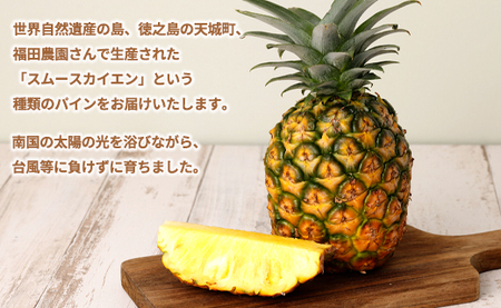 【先行受付】徳之島 天城町産 パイナップル 約2kg 2玉～3玉 スムースカイエン パイン フルーツ 果物
