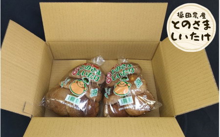とのさましいたけ 500g (250g×2袋) 福田農産 | 新潟県 しいたけ