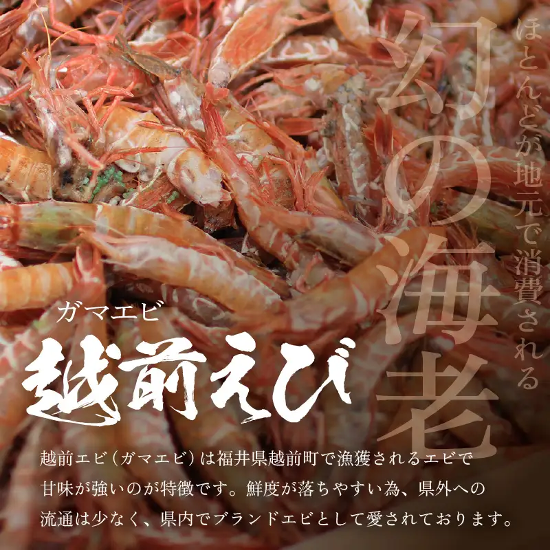 【背わた処理 殻むき不要】幻と呼ばれる「越前えび」（むき身）1.6㎏（200g×8袋）【えび   国産】 [e15-c005]