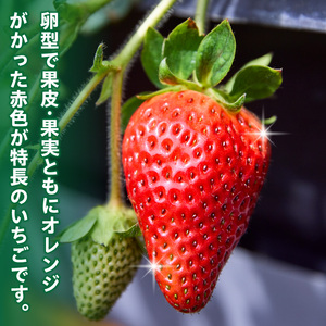 【2027年1月～3月上旬発送】化粧箱入りいちご【珠姫】 酸味が少なくやさしい甘み 珠姫 いちご 2パック 9~15粒 化粧箱 卵型 粒が大きい 生駒いちご園 果物 フルーツ デザート 贈り物 お取り寄せ お取り寄せフルーツ 奈良県 生駒市 送料無料
