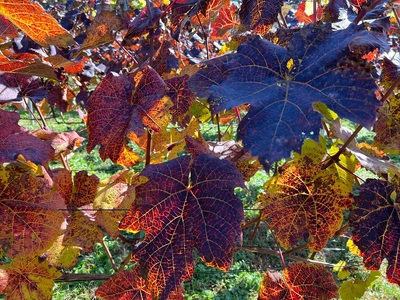 義見農園　ヤマソービニオン（赤ワイン）1本 [h315]