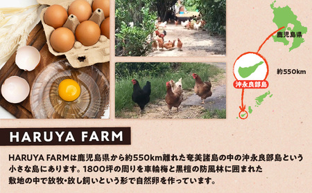 【 ご家庭用 】 HARUYA FARM の モリンガ卵 「 島のちっちゅ 」 W065-001-02 鶏 卵