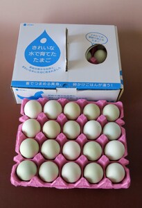 【3回定期便】きれいな水で育てた卵 アローカナ 20個  