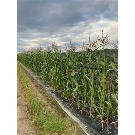 天理市生まれの【赤いスイートコーン】大和ルージュ 5本セット(1kg以上)_野菜 とうもろこし  トウモロコシ_【配送不可地域：離島・北海道・沖縄県】【1520934】