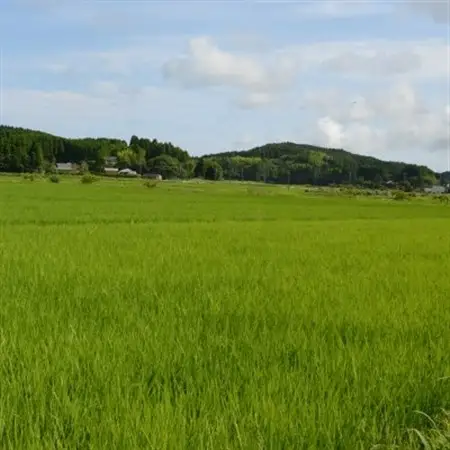 【令和7年産米】特A評価　ふっくら大粒　千葉県いすみ市産粒すけ　精米10kg(5kg×2袋)_ 精米 米 _【1546627】