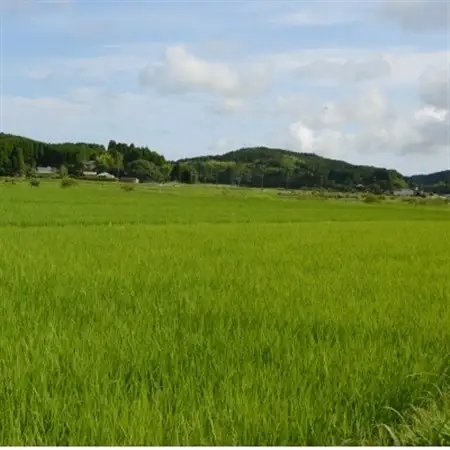 【令和7年産米】特A評価　ふっくら大粒　千葉県いすみ市産粒すけ　精米5kg_ 精米 米 _【1546628】
