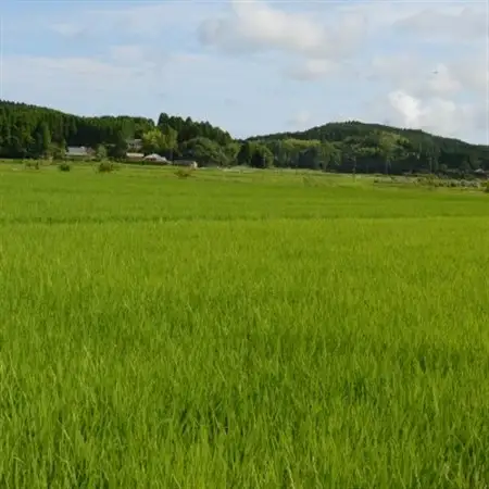 【令和7年産米】　千葉県いすみ市産　コシヒカリ精米10kg(5kg×2袋)_ 精米 米    コシヒカリ 米 こしひかり_【1546629】