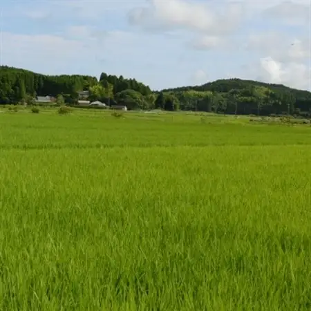 【令和7年産米】　千葉県いすみ市産　コシヒカリ精米5kg_ 精米 米    コシヒカリ 米 こしひかり_【1546630】