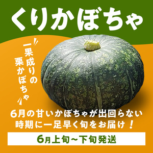 【 2026年 先行予約 】 くりかぼちゃ 2玉 C062-003-01 野菜 かぼちゃ カボチャ 南瓜
