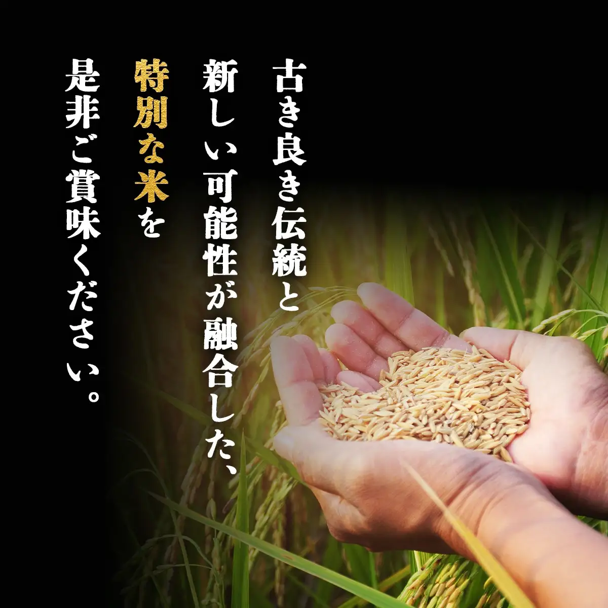 【令和7年産】ズッパーサン精米5kg（5kg×1袋）　100P9007