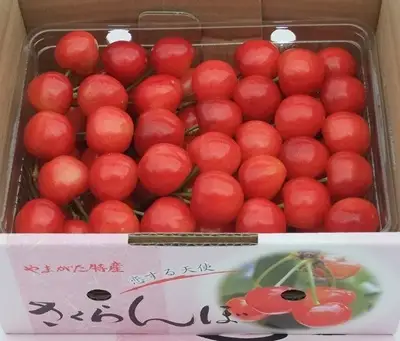 さくらんぼ（佐藤錦）５００ｇ　手詰め　0112-2610