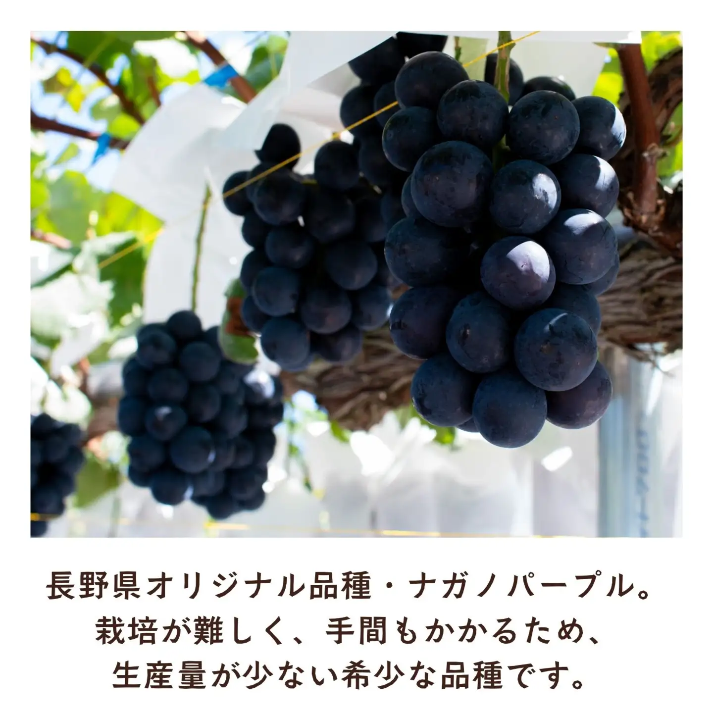 ぶどう ナガノパープル 2房 1kg 【2026年10月発送】ブドウ Bv-001