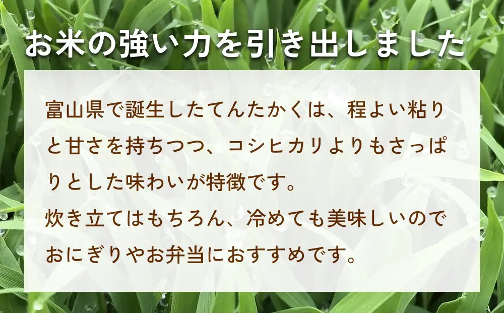 〈無洗米〉 米 令和7年産 富山県氷見産 てんたかく 5kg