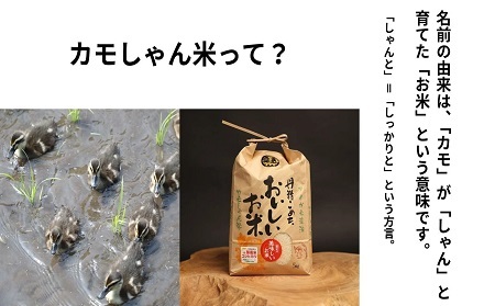 【6回定期便】令和7年度産島コシヒカリ （精米）「カモしゃん米」5kg 【 こしひかり お米 農家直送 無農薬 化学肥料不使用 精米  安心 安全 新米 令和6年度産 D-150】