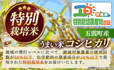 【特別栽培米】五霞町産うまい米コシヒカリ（精米）6kg ／ 令和7年産 お米 白米 こしひかり 減農薬 減化学肥料 茨城県 認証 取得 健康 環境【価格改定XB】