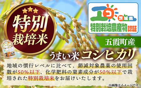 【特別栽培米】五霞町産うまい米コシヒカリ（玄米）6kg ／ 令和7年産 お米 こしひかり 減農薬 減化学肥料 茨城県 認証 取得 健康 環境【価格改定X】