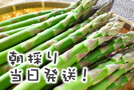 【2026年夏発送】刀祢農園の朝採り夏アスパラ　2L以上（800g）　朝採れ　農家直送　新鮮　グリーンアスパラ　夏野菜　旬野菜　シャキシャキ　とれたて　北海道産