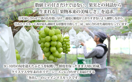 【期間限定】山形市産 冬出し シャインマスカット[12月発送] FY25-915