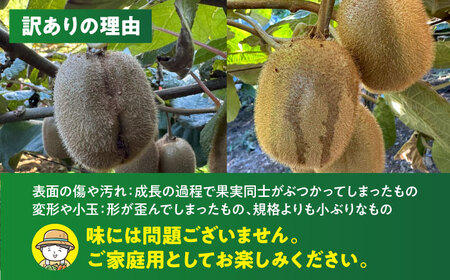 キウイ 訳あり 2kg キウイ [AGBC011]
