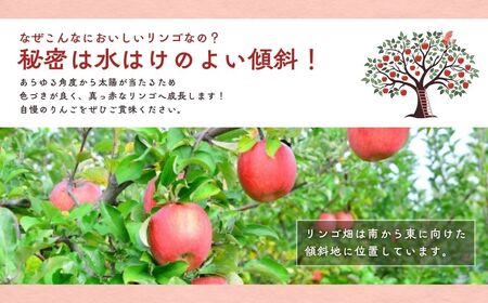 【2026年先行予約】りんご 園主におまかせ 詰合せ 計約3kg（8~11玉）りんごの宝石箱 | 長野県 千曲市