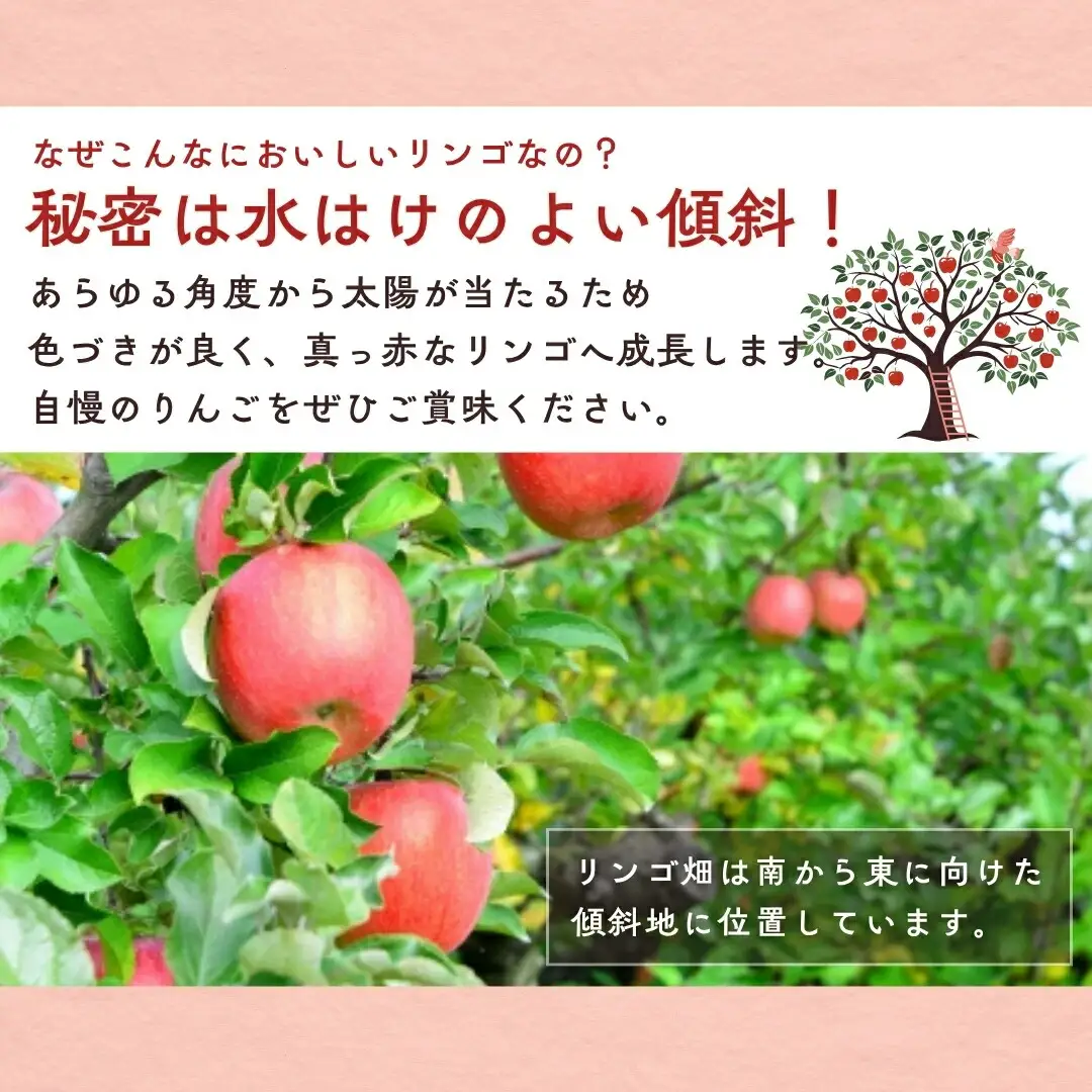 【2026年先行予約】りんご サンふじ 約3kg (6~10玉) |りんご