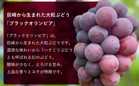 【2026年9月中旬発送】ぶどう ハチミツのようなとろける甘み 「ブラックオリンピア」葡萄 1.0kg以上（2～3房） [e36-a007]
