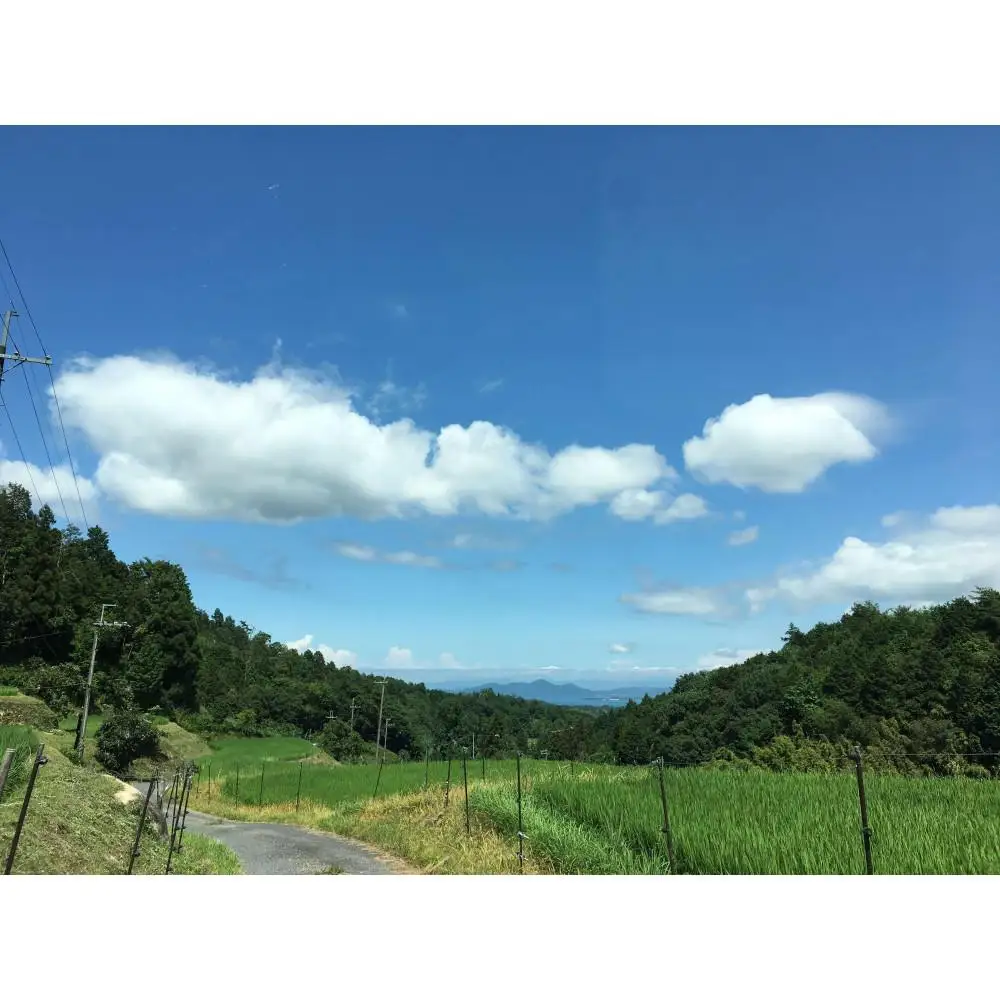 栽培期間中農薬・化学肥料不使用 白米粒が光る棚田米 滋賀県大津産 白米5kg